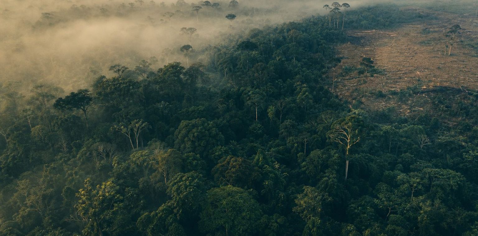 Aerial view of tropical rainforest canopy in morning mist