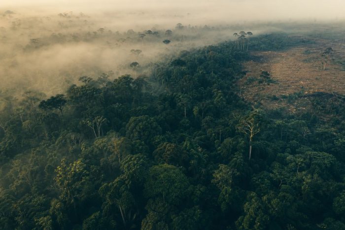 Aerial view of tropical rainforest canopy in morning mist