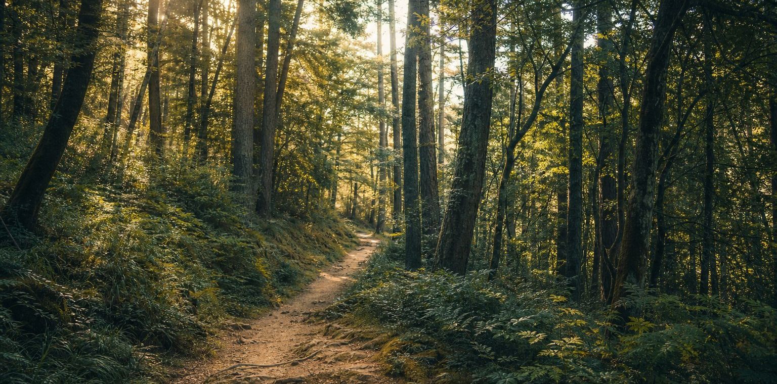 Sunlit footpath winding through a quiet forest