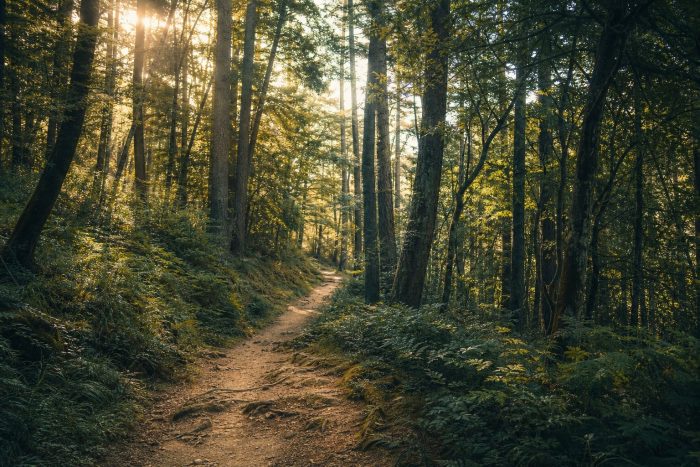 Sunlit footpath winding through a quiet forest